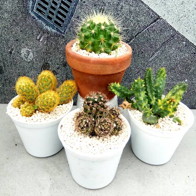 Paket Kaktus Best seller