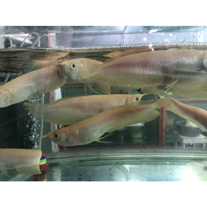 arwana silver albino 7-10cm