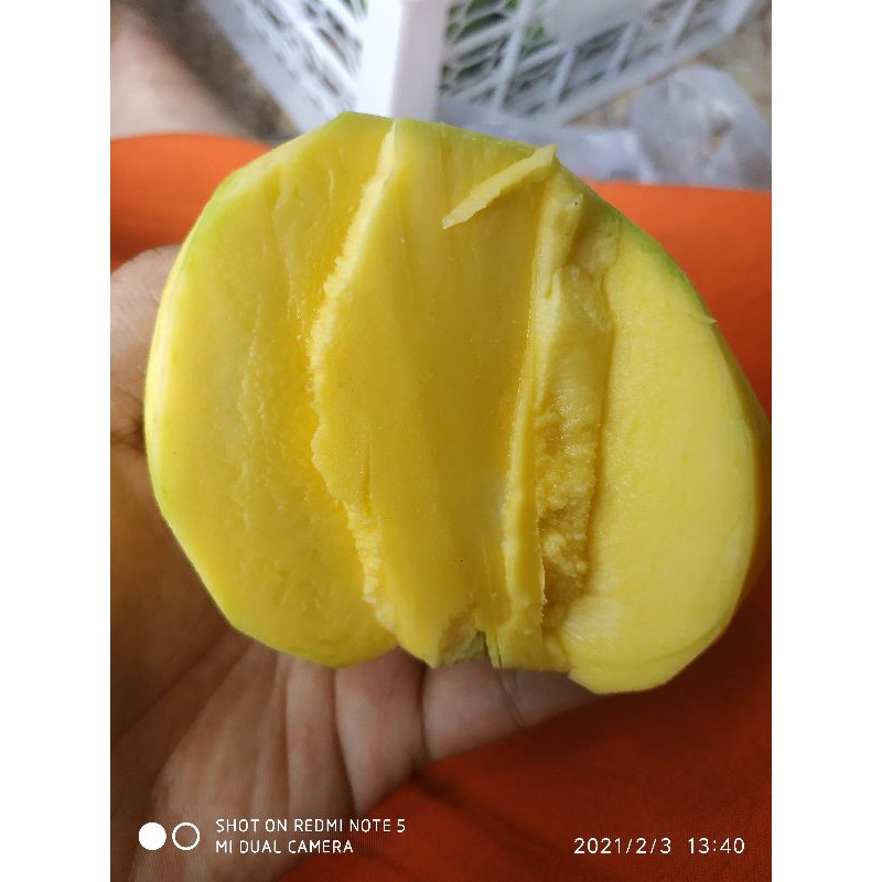 

Mangga Mardi/Mangga telur