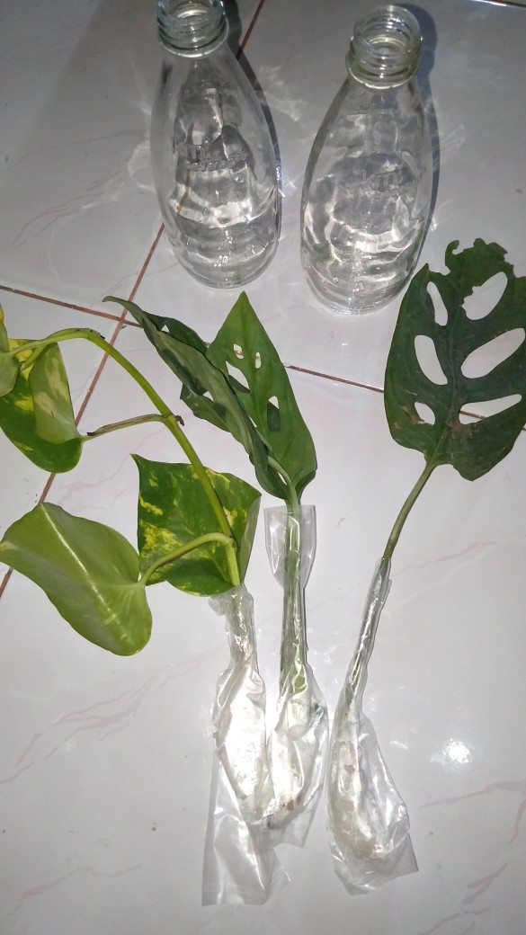 Janda Bolong Andasoni ( Foto Real )