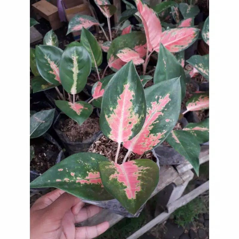 Aglonema Kochin Paramruay