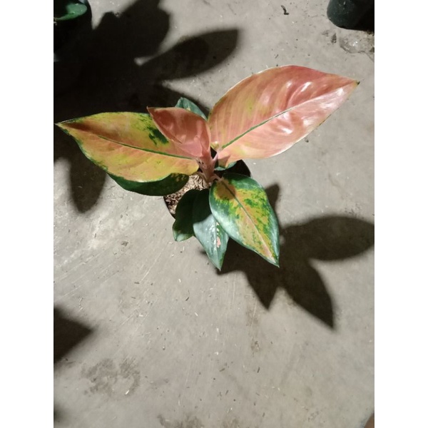 aglonema kocin tembaga varian