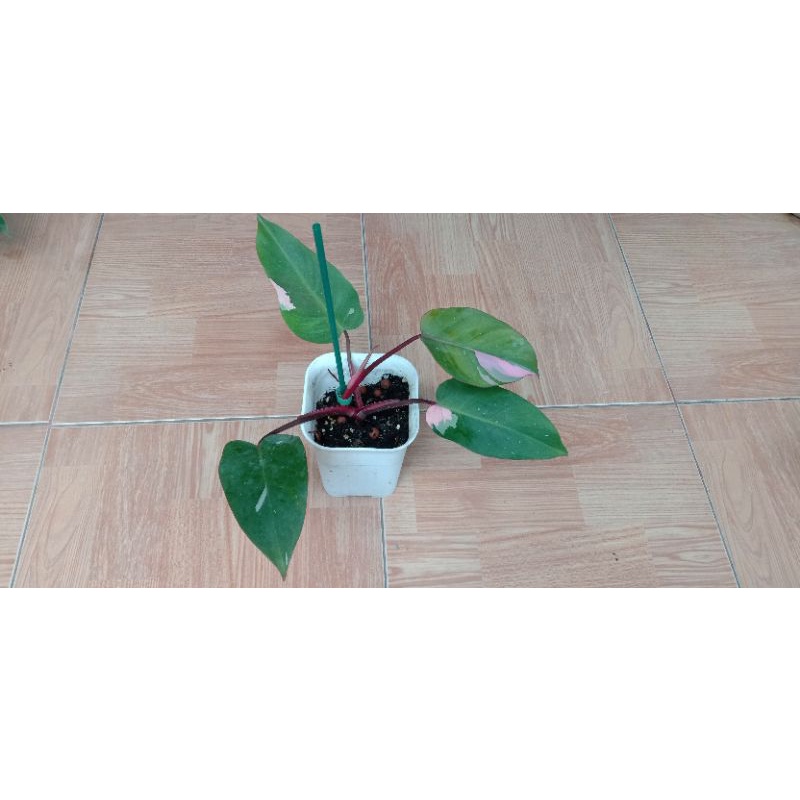 Philodendron Pink Princes