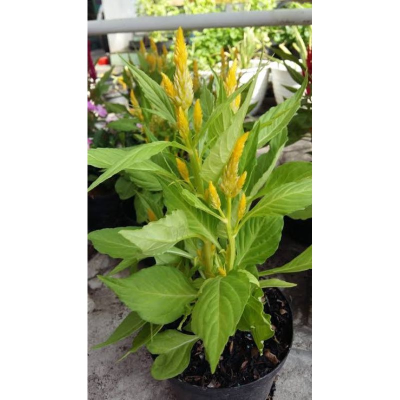 

Bunga Celosia Cristata(JENGGER AYAM MERAH,KUNING)