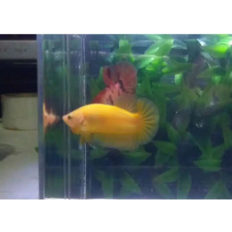 ikan cupang plakat yellow banana