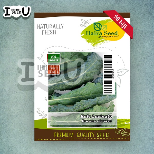 Haira Seed Bibit-Biji Sayuran Kale Lacinato