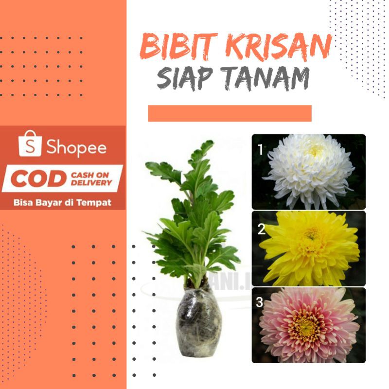Bibit Tanaman Bunga Krisan Siap Tanam (Sudah Berakar)