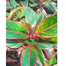 BUNGA AGLONEMA SIAM AURORA MUTASI