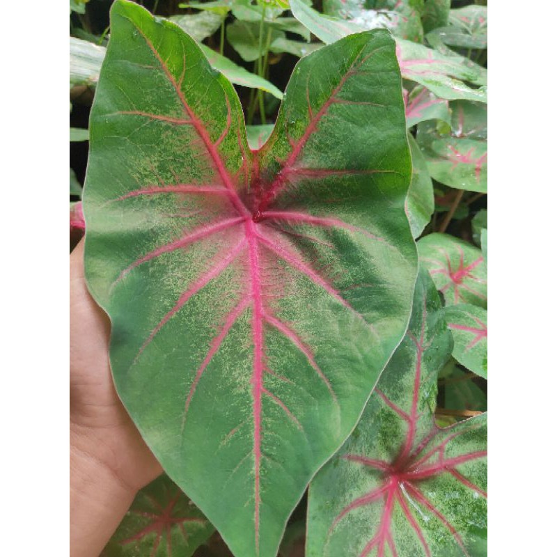 keladi spider - tanaman hias keladi spider - keladi hias - keladi - tanaman keladi