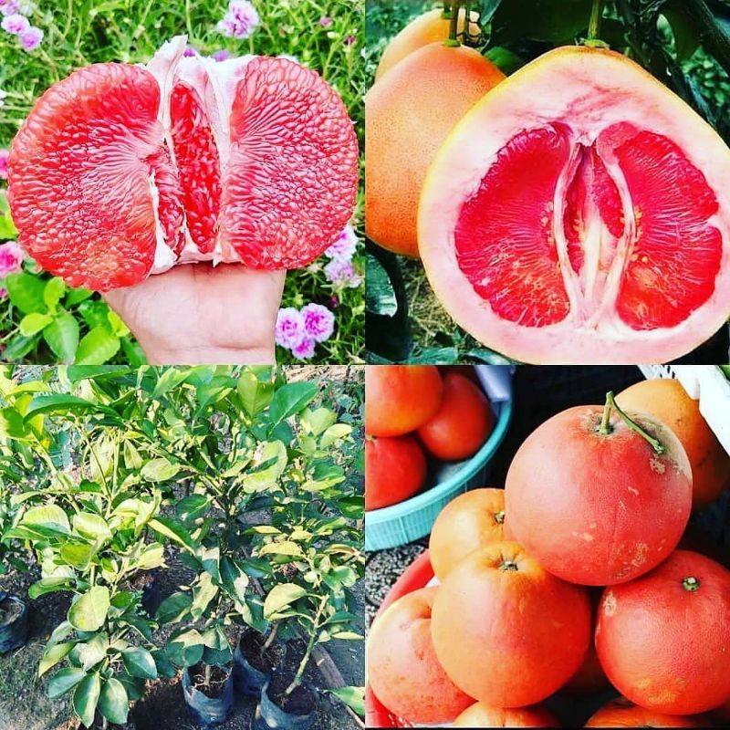 Bibit Tanaman Jeruk asli red pamelo