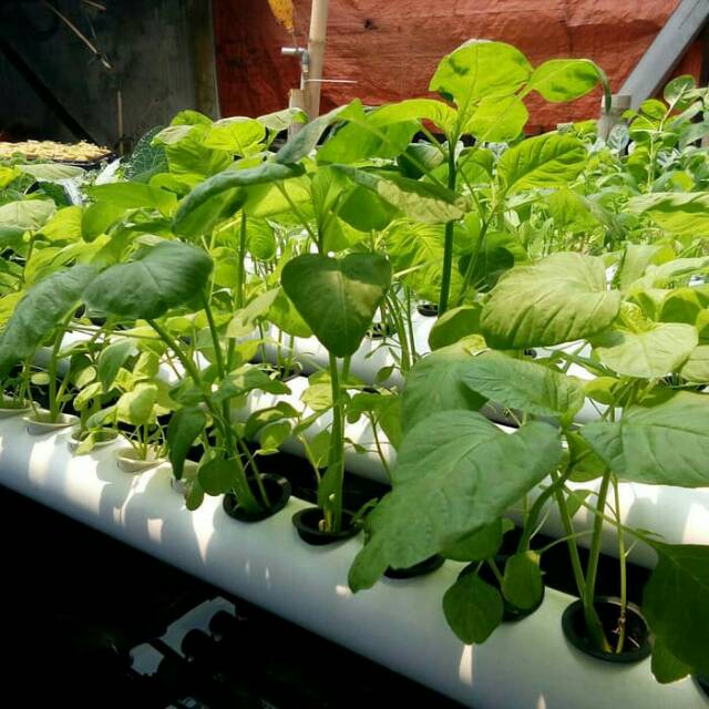 

Bayam Hijau Hidroponik