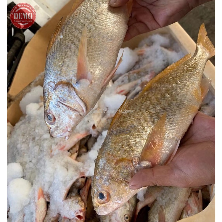 

Ikan Kakap Putih Segar Ikan Kakap Putih Grit 1Kg