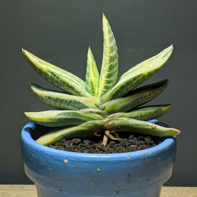Gasteria Brachyphylla | Minima | Fuji mini Variegated