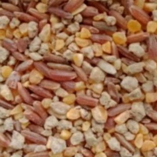 makanan harian ayam hias Poland jambul/pakan ayam poland/pakan ayam sultan