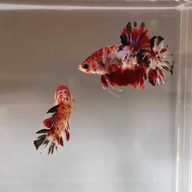 ikan cupang hias 1 pasang koi