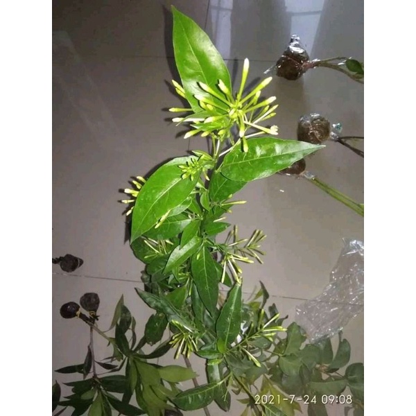 Arum Dalu bibit super dari akulasi cepat berbunga