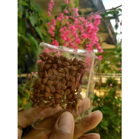 biji bunga air mata pengantin 40biji