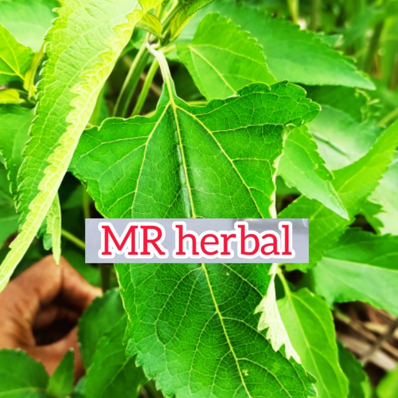 

Jual daun kirinyuh maringgo hutan segar order baru petik per 250 gram