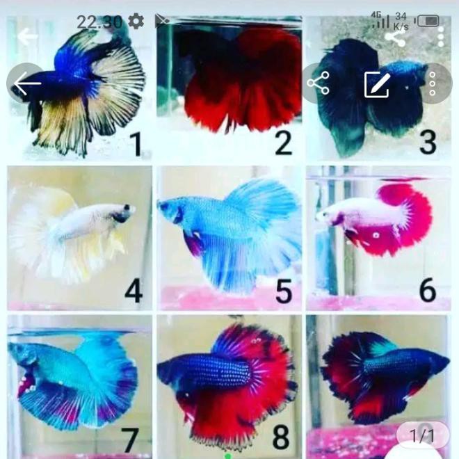 Ready Ikan Cupang Halfmoon Paket 20 Ekor