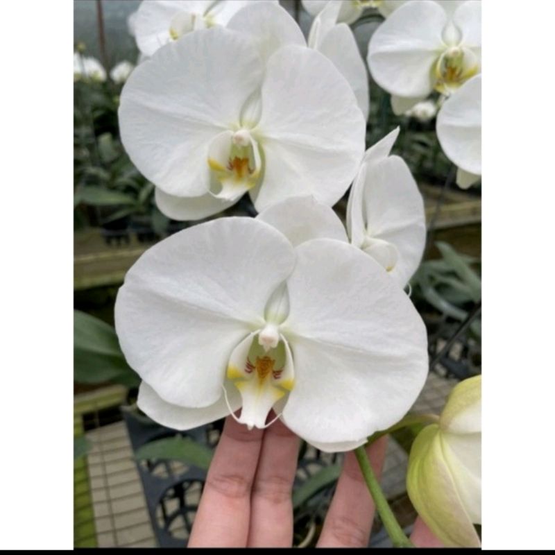 Promo anggrek bulan remaja siap berbunga/anggrek bulan tempel