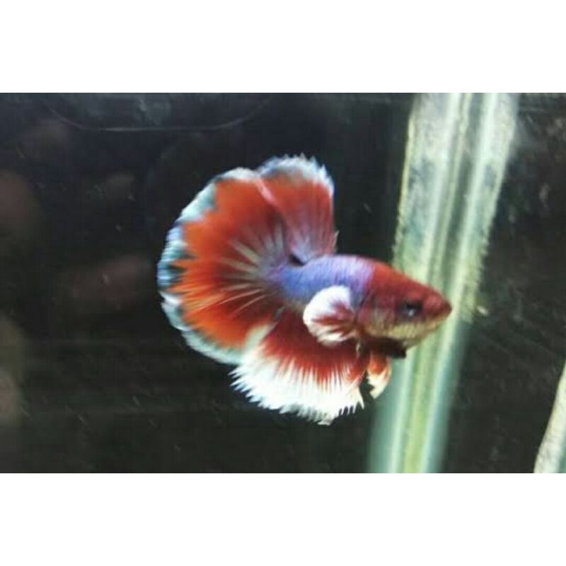 Ikan cupang halfmoon big ear