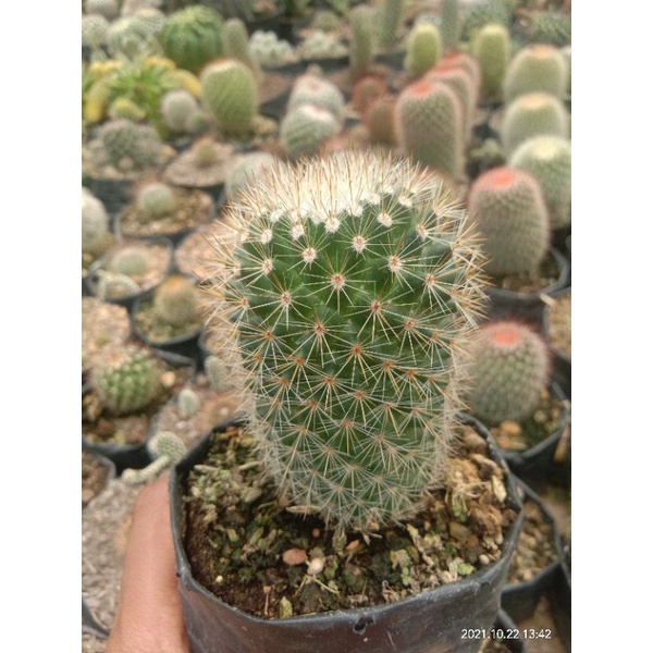kaktus import/kaktus murah/kaktus pasaman/kaktus ownroot