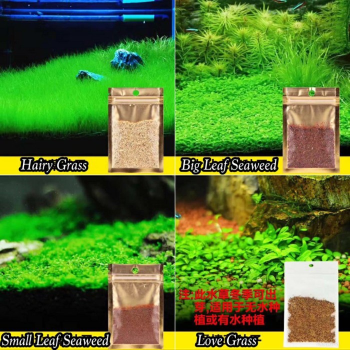 Bibit LOVE GRASS Aquascape