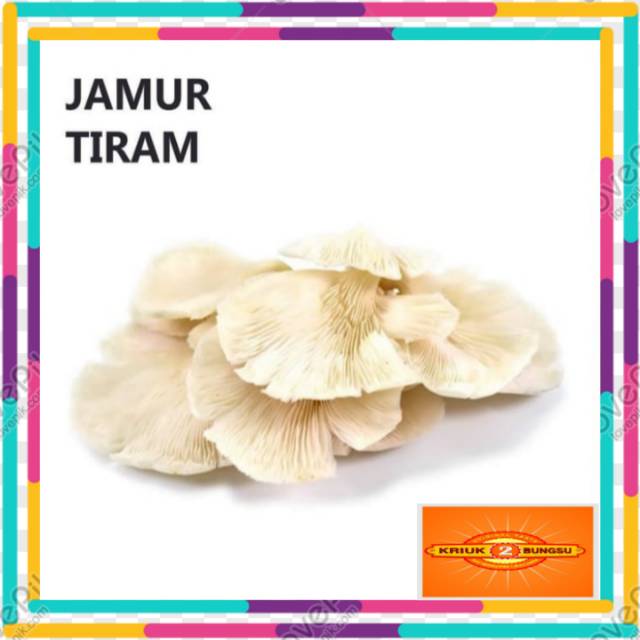 

Jamur tiram