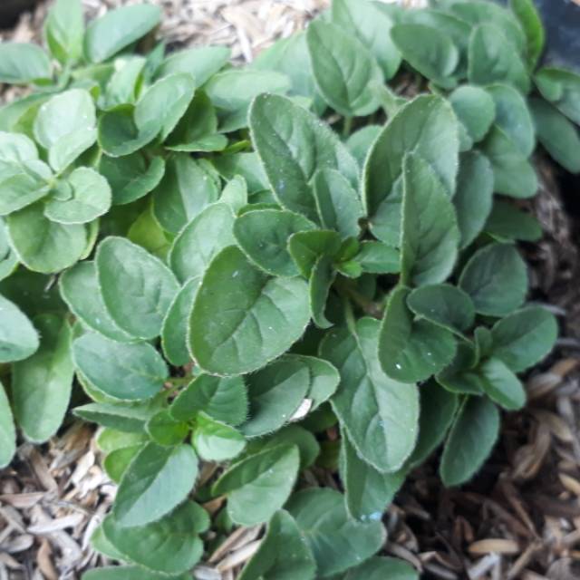 Tanaman Hias Bumbu Oregano