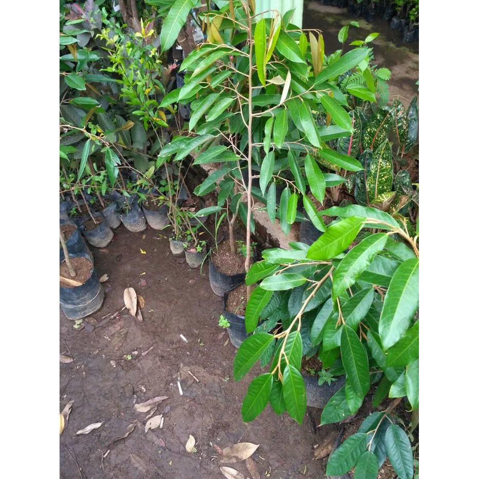 Paket 10 bibit durian