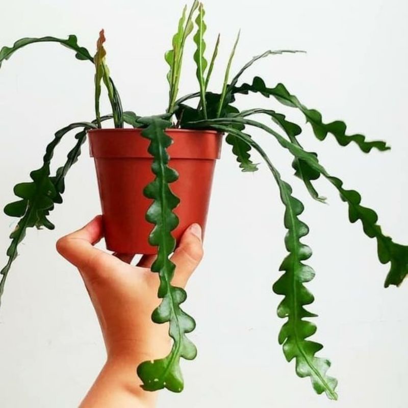 Tanaman gantung wijaya kusuma keris / wijaya kusuma keris / wijaya kusuma gergaji