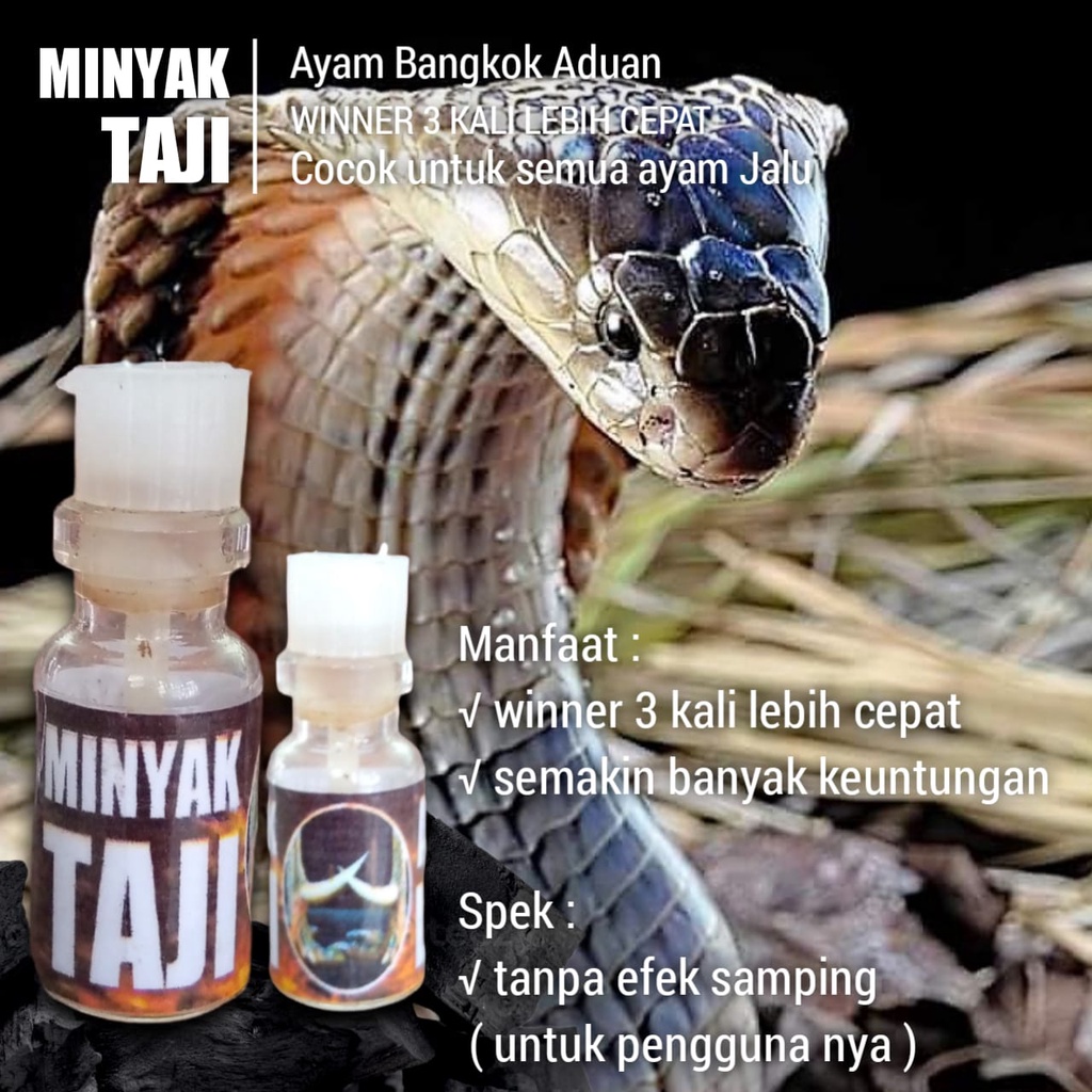Suplemen ayam bangkok aduan super racun jalu minyak taji garansi winner