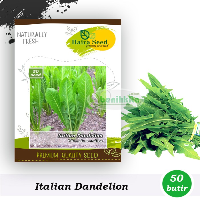 Benih-Bibit Italian Dandelion (Haira Seed)