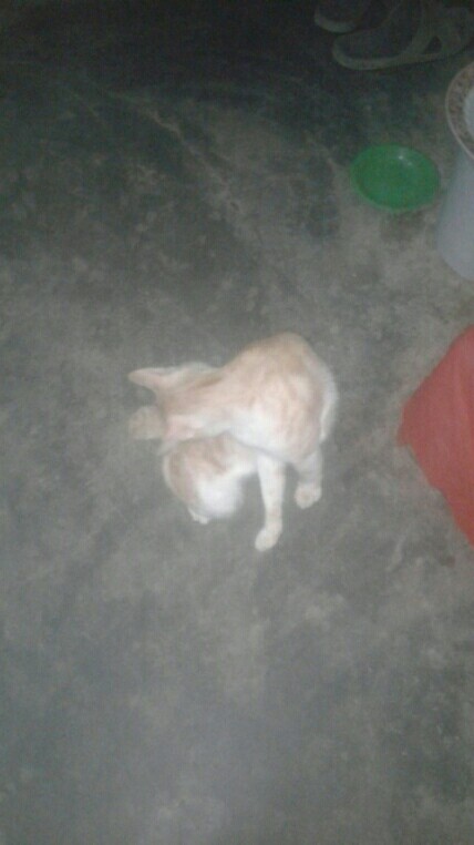 Soap Pumpholder Spons Dispenser Sabun Peralatan Dapur