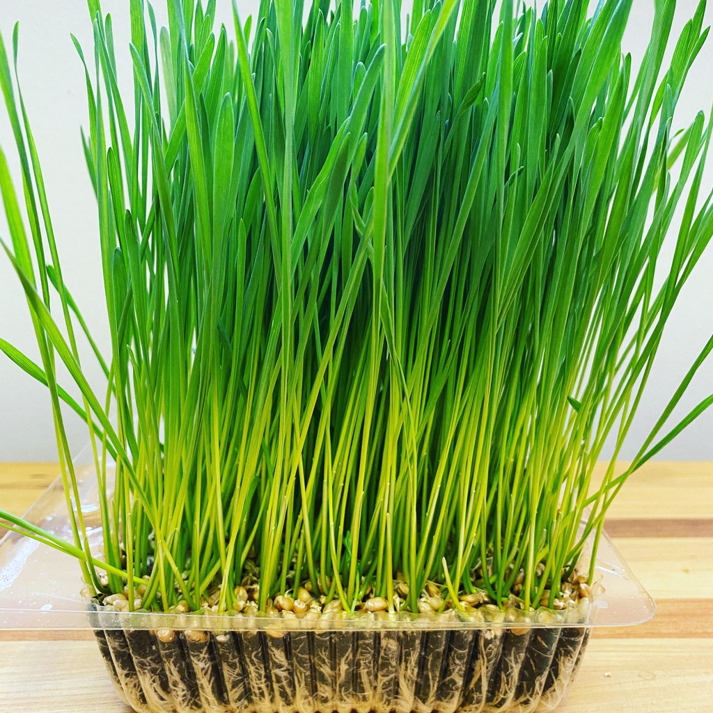 250 Benih Wheatgrass Kucing Bibit Wheat Grass Microgreen Tanaman Rumput Kucing Cat Grass Unggul