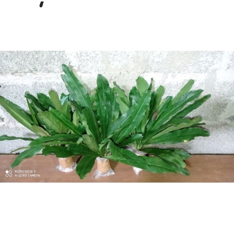 Walang sangit/Achasma Walang/Daun walang sangit/Pohon palang sangit