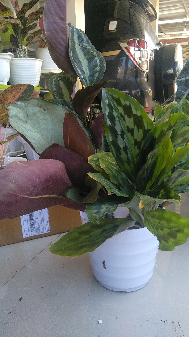 Tanaman Hias Calathea Merak/meranti Kencur