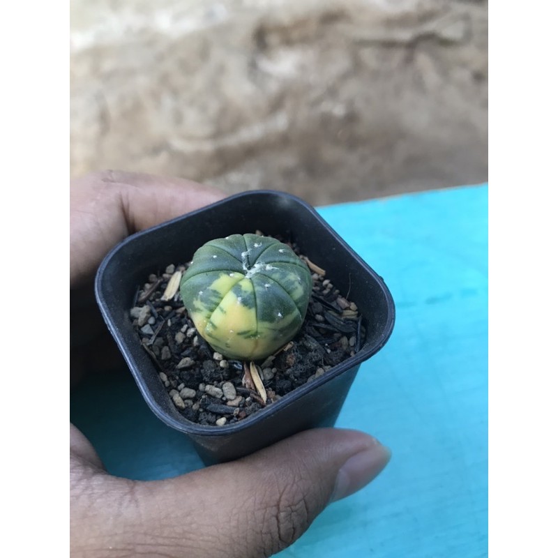 Astrophytum Asterias Variegata astro var varigata