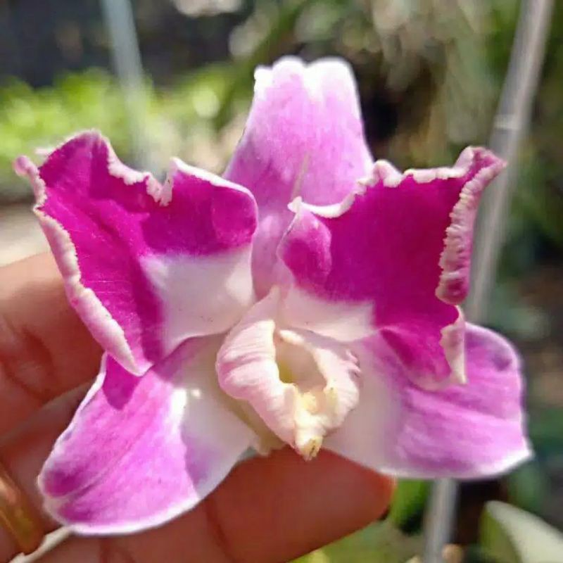 anggrek dendrobium king dragon