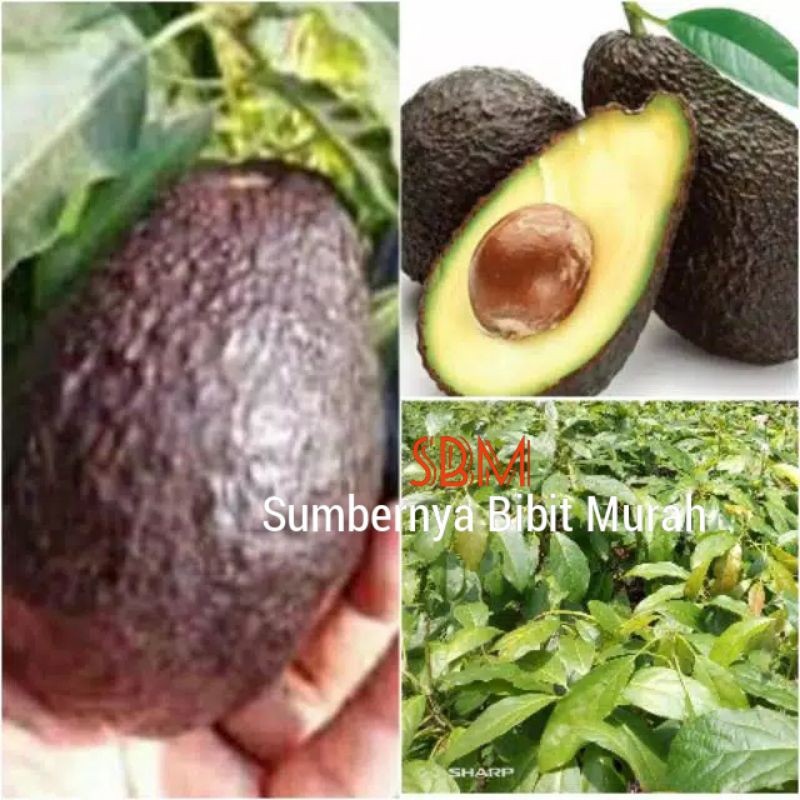 Bibit Alpukat Hass