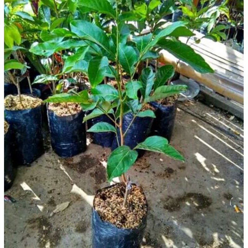 

bibit rambutan unggul