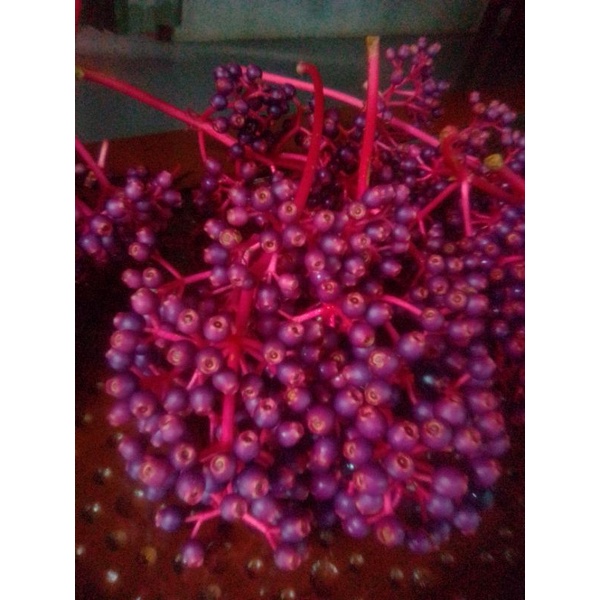 

promil buah parijotho muria