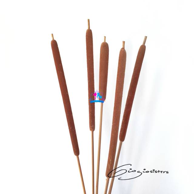 Dried Cattail Typha Medium Flower Grass | Bunga Rumput Ekor Kucing Kering Cat Tail