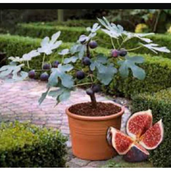 Caps Bibit Tanaman Buah Tin Merah Segar