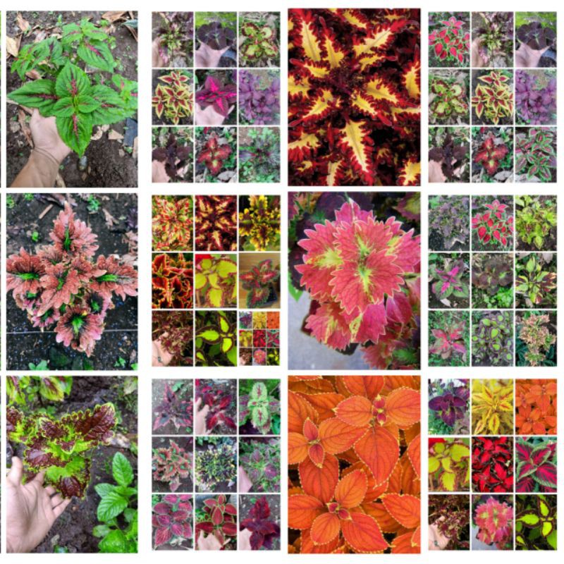 Bunga Miana Premium 5 Paket Miana Langka Tanaman Hias Murah Bunga Jawer Kotok Iler