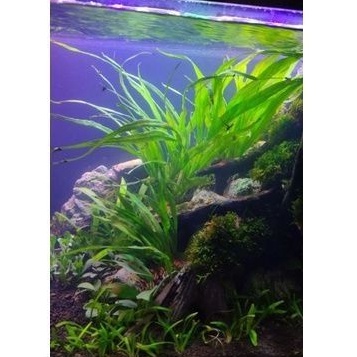 TANAMAN AQUASCAPE (KADAKA MICROSORUM PTEROPUS NARROW)