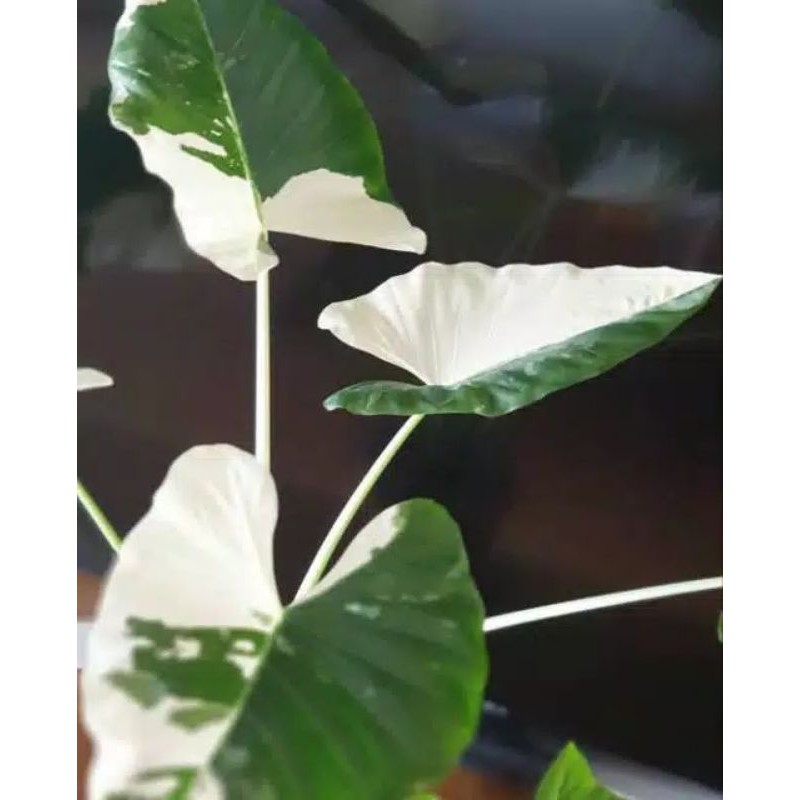 alocasia makarizona varigata - sente varigata