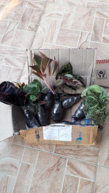 Tanaman Hias Herbal Sirih Merah