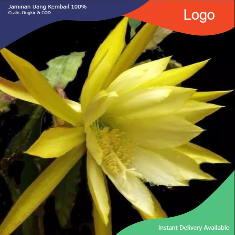 TANAMAN HIAS WIJAYA KUSUMA BUNGA KUNING BISA COD