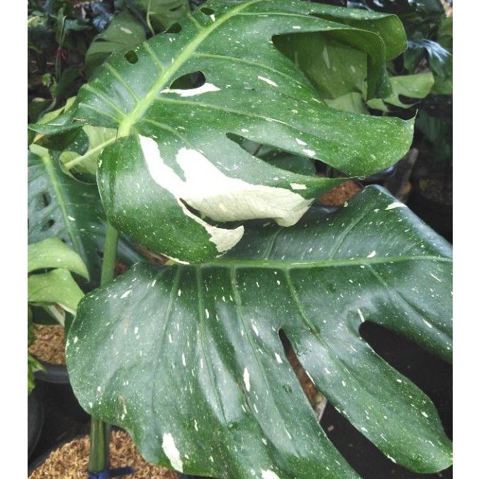 Monstera Thai Constellation Shopee Indonesia